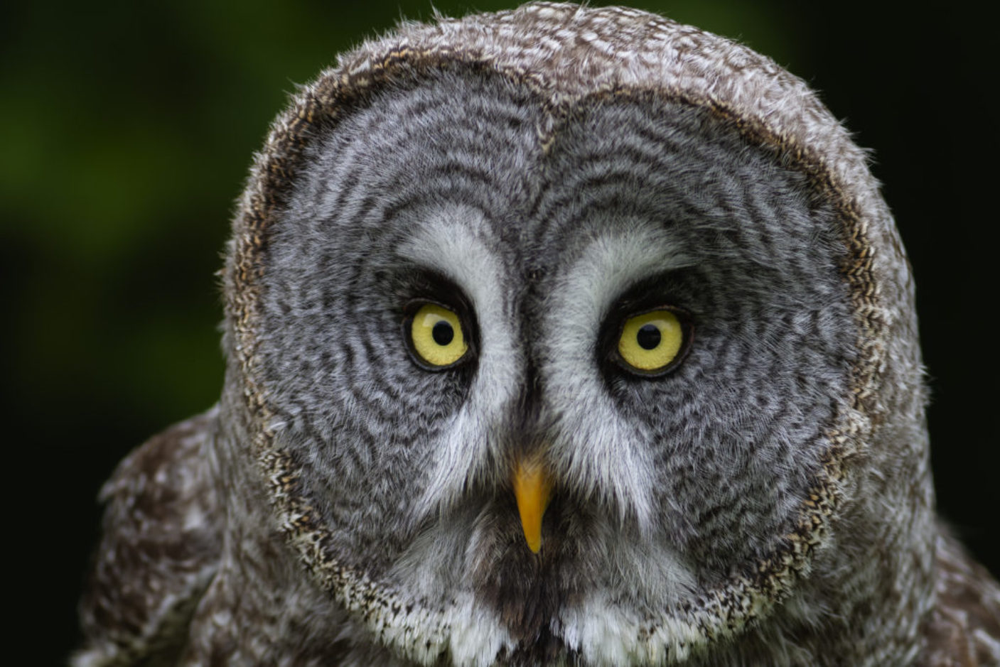 Portrait de la chouette lapone Strix nebulosa