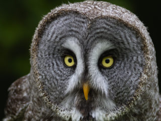 Portrait de la chouette lapone Strix nebulosa