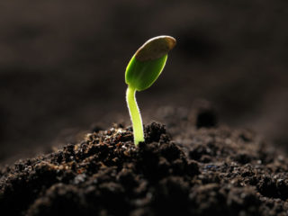 Little green seedling growing in soil, closeup