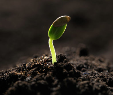 Little green seedling growing in soil, closeup