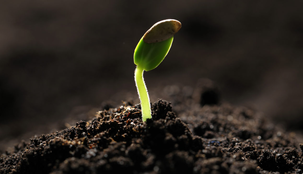 Little green seedling growing in soil, closeup