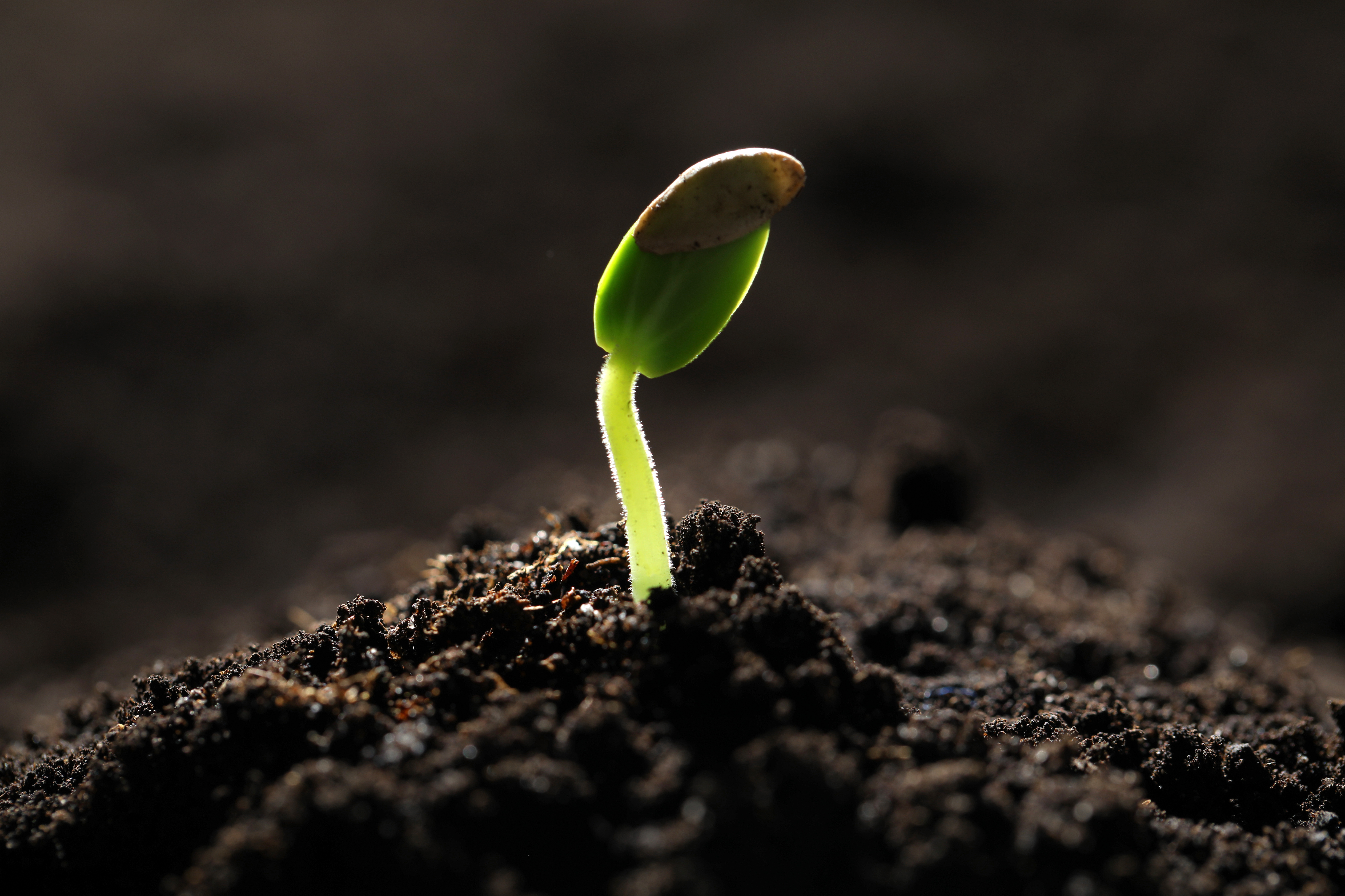 Little green seedling growing in soil, closeup Little green seedling growing in soil, closeup